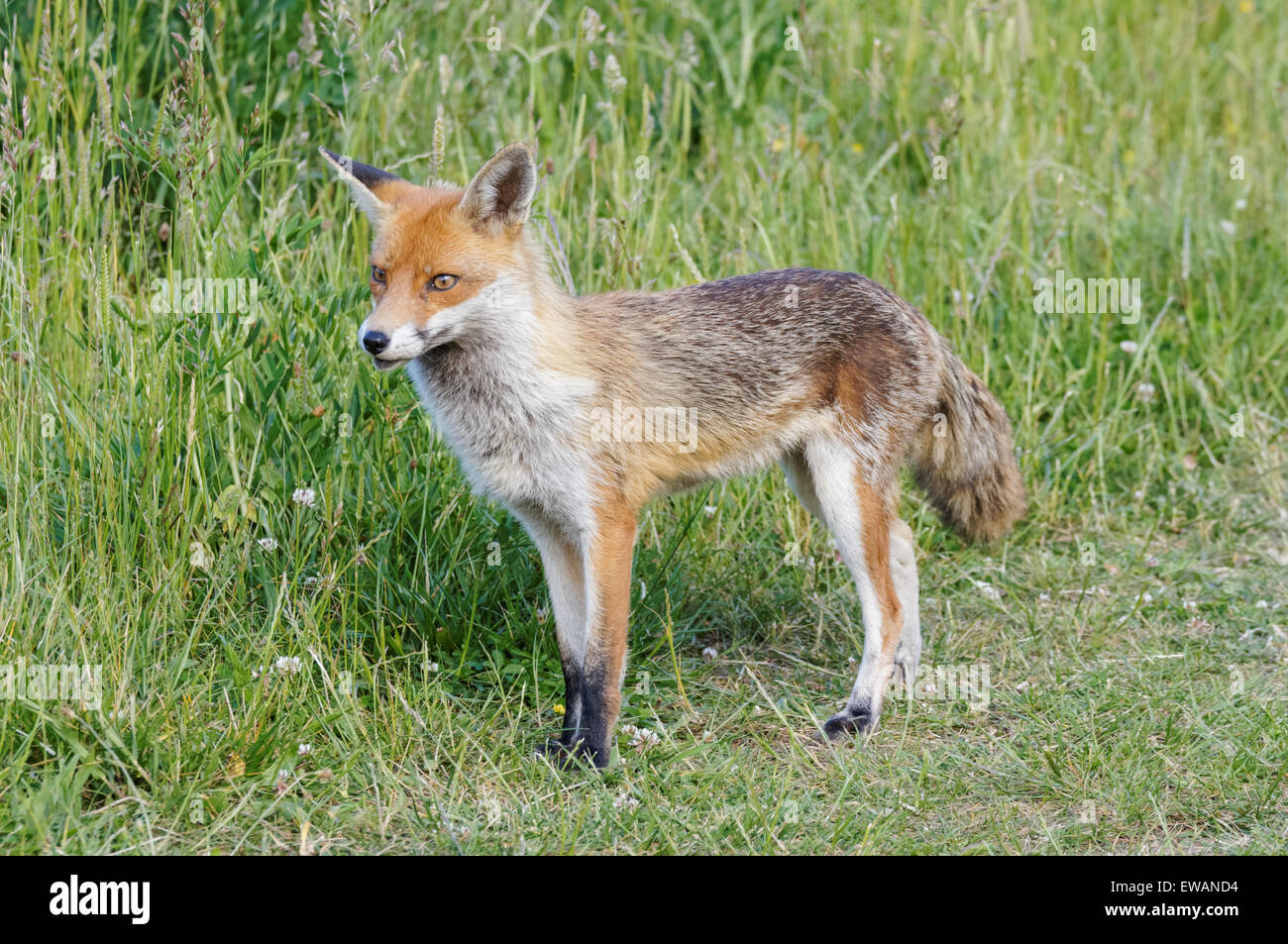 English foxes hi-res stock photography and images - Alamy