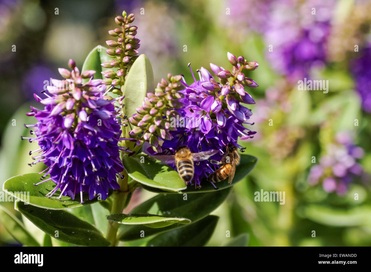 Honey bees on purple garden flowers Stock Photo