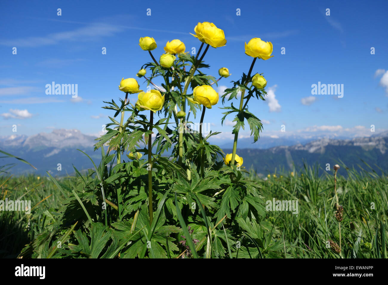 Globe alpine flower  Trolle dÕEurope Ð Trollius europaeus fleurs de montagne flowers Stock Photo