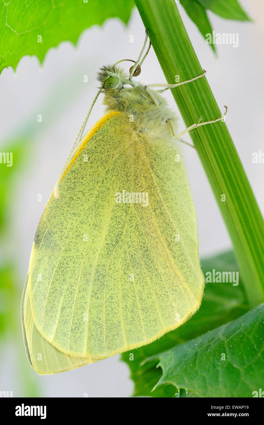 Newly hatched Large Cabbage White Butterfly (Pieris brassicae) Stock Photo