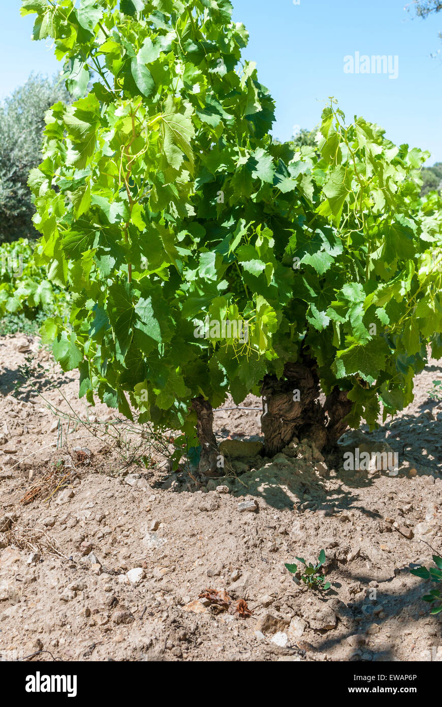 Kosher industry hires stock photography and images Alamy