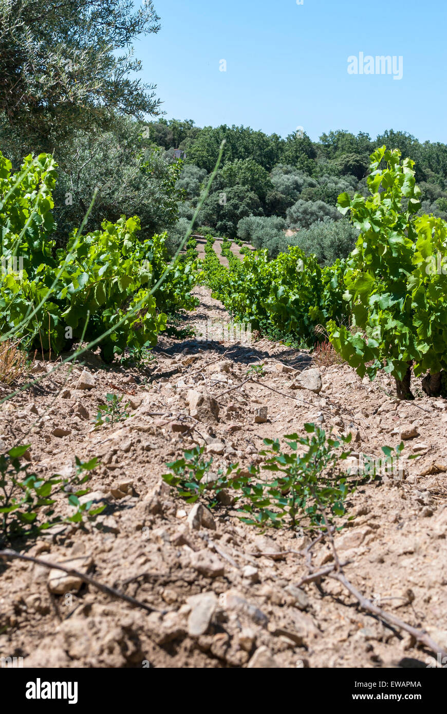 Vineyard with olive trees. Organic production of wine and kosher wine
