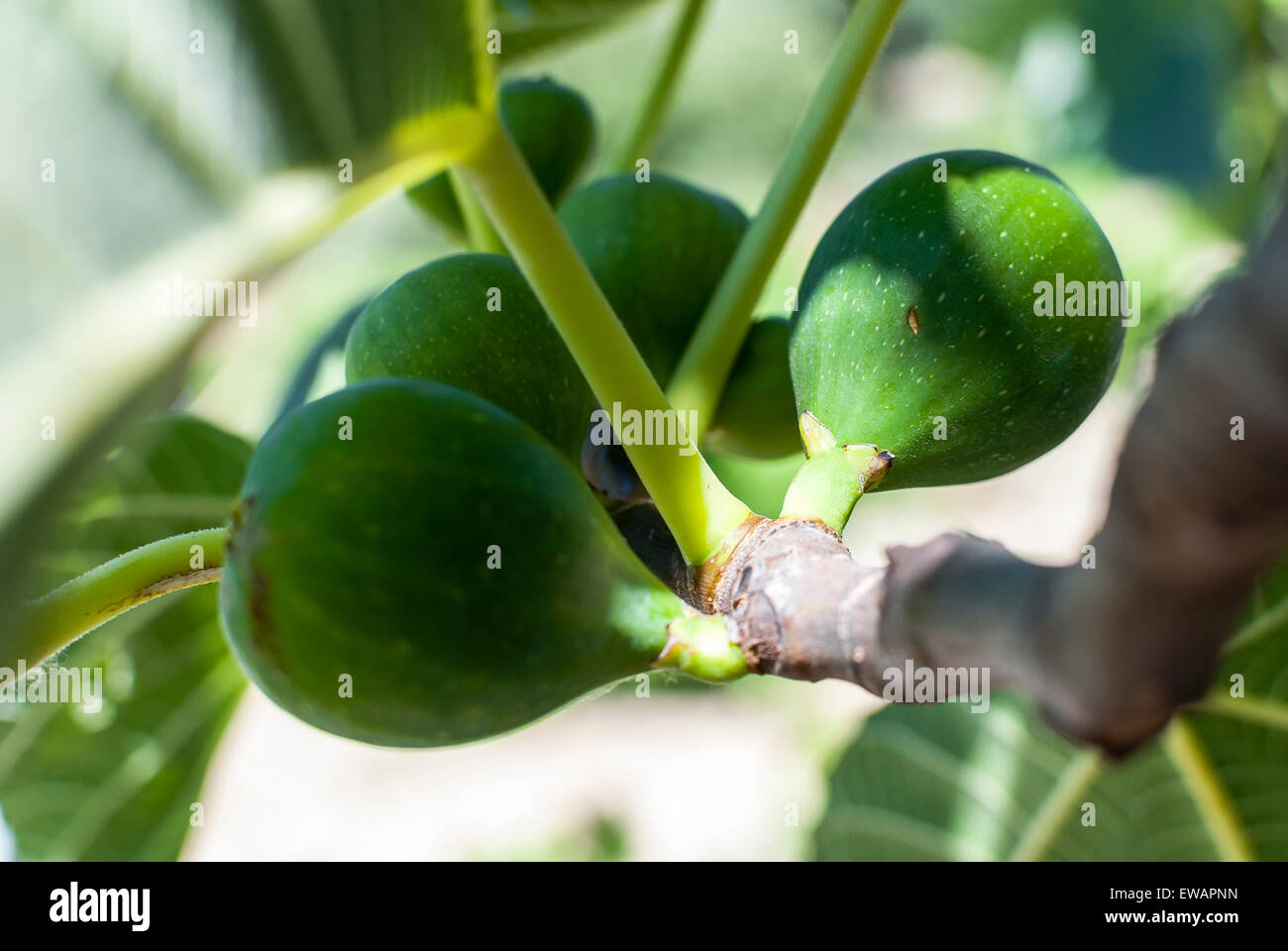 Green figs On Branch Closeup Stock Photo