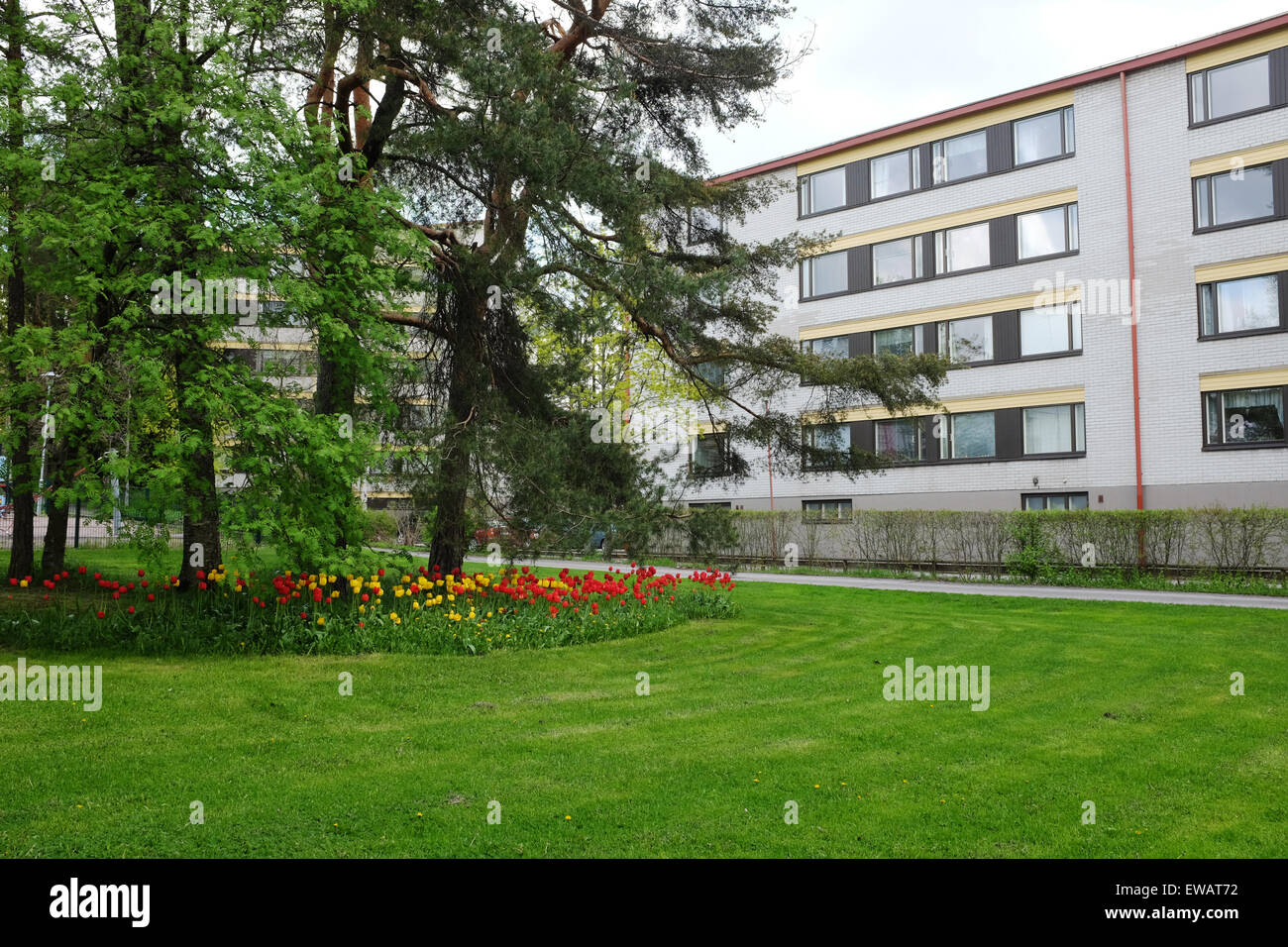 bed of tulips, lawn and pine trees in a residential area, Jarvenpaa, Finland Stock Photo