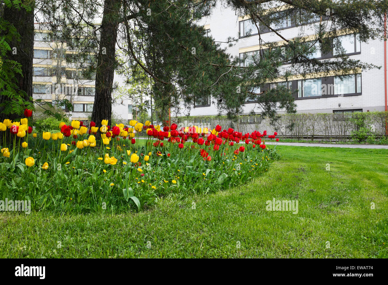 bed of tulips, lawn and pine trees in a residential area, Jarvenpaa, Finland Stock Photo