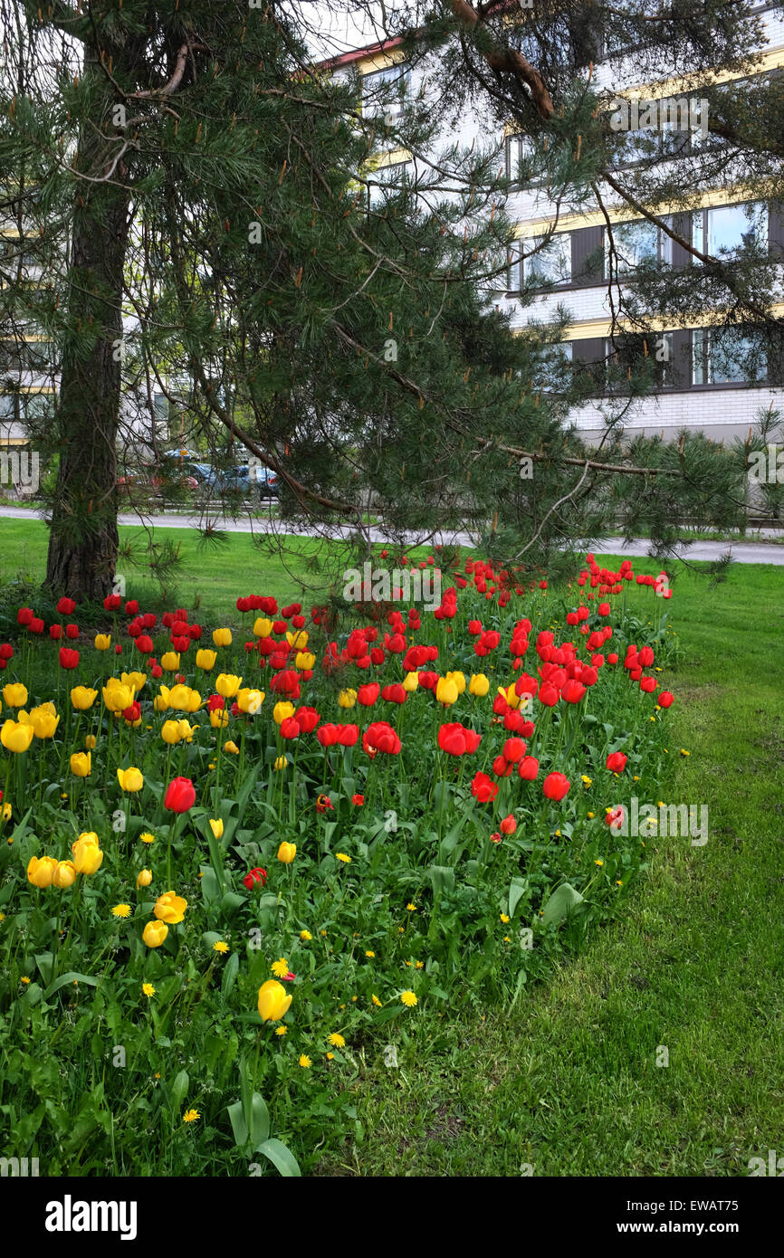 bed of tulips, lawn and pine trees in a residential area, Jarvenpaa, Finland Stock Photo