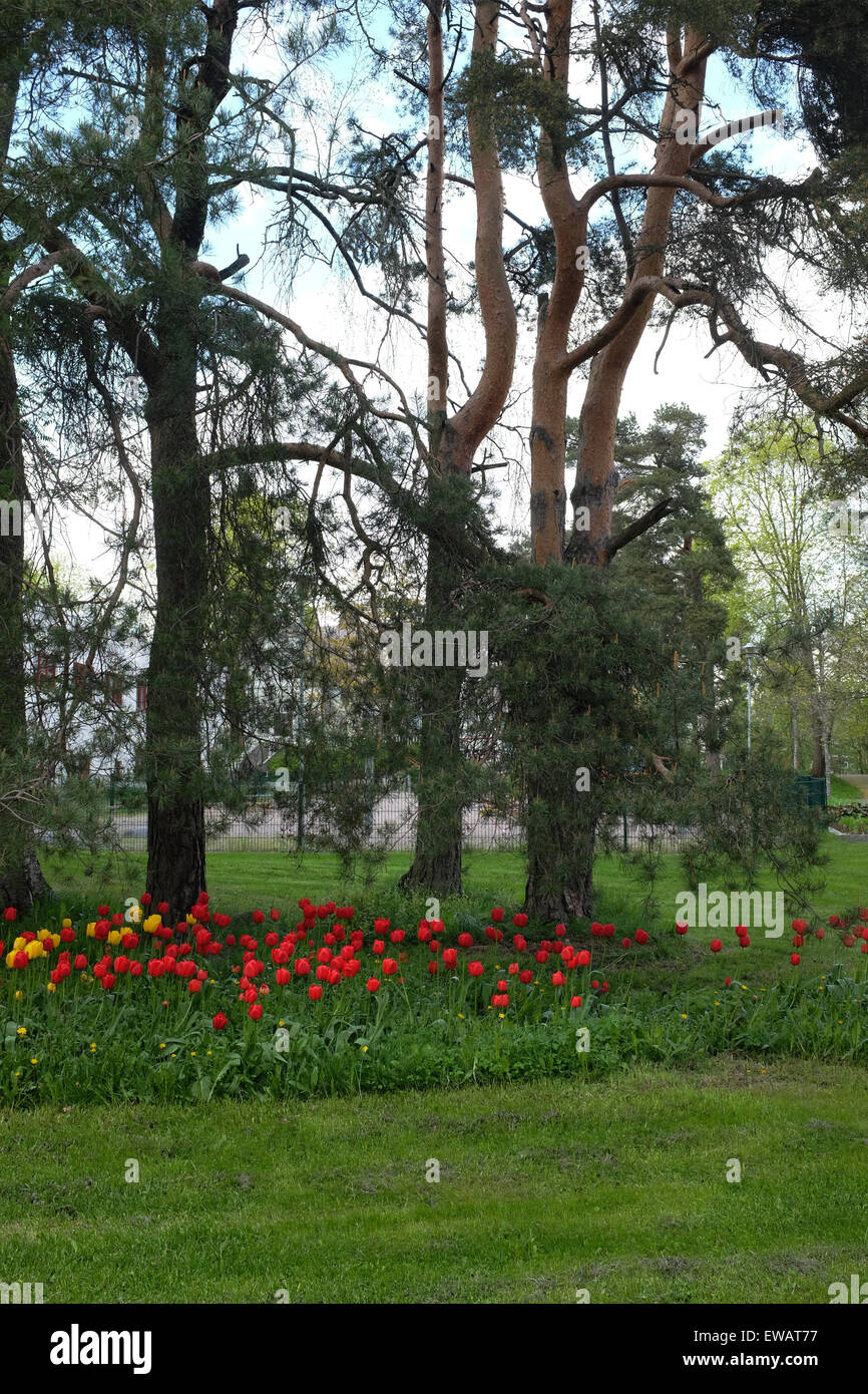 bed of tulips, lawn and pine trees in a residential area, Jarvenpaa, Finland Stock Photo