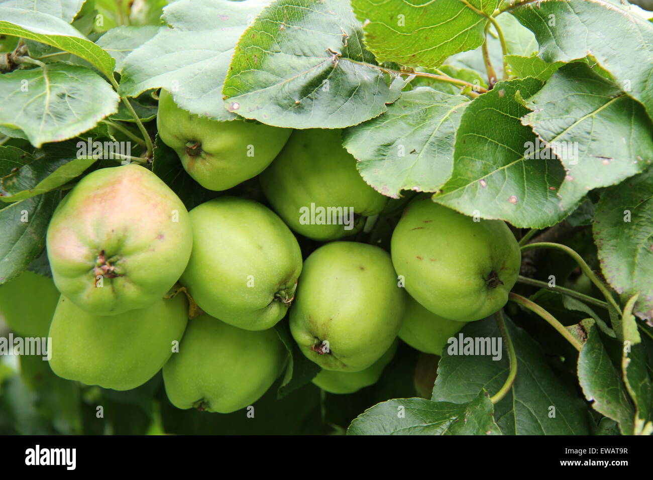 A Bunch of Green Apples on a Fruit Tree. Stock Photo