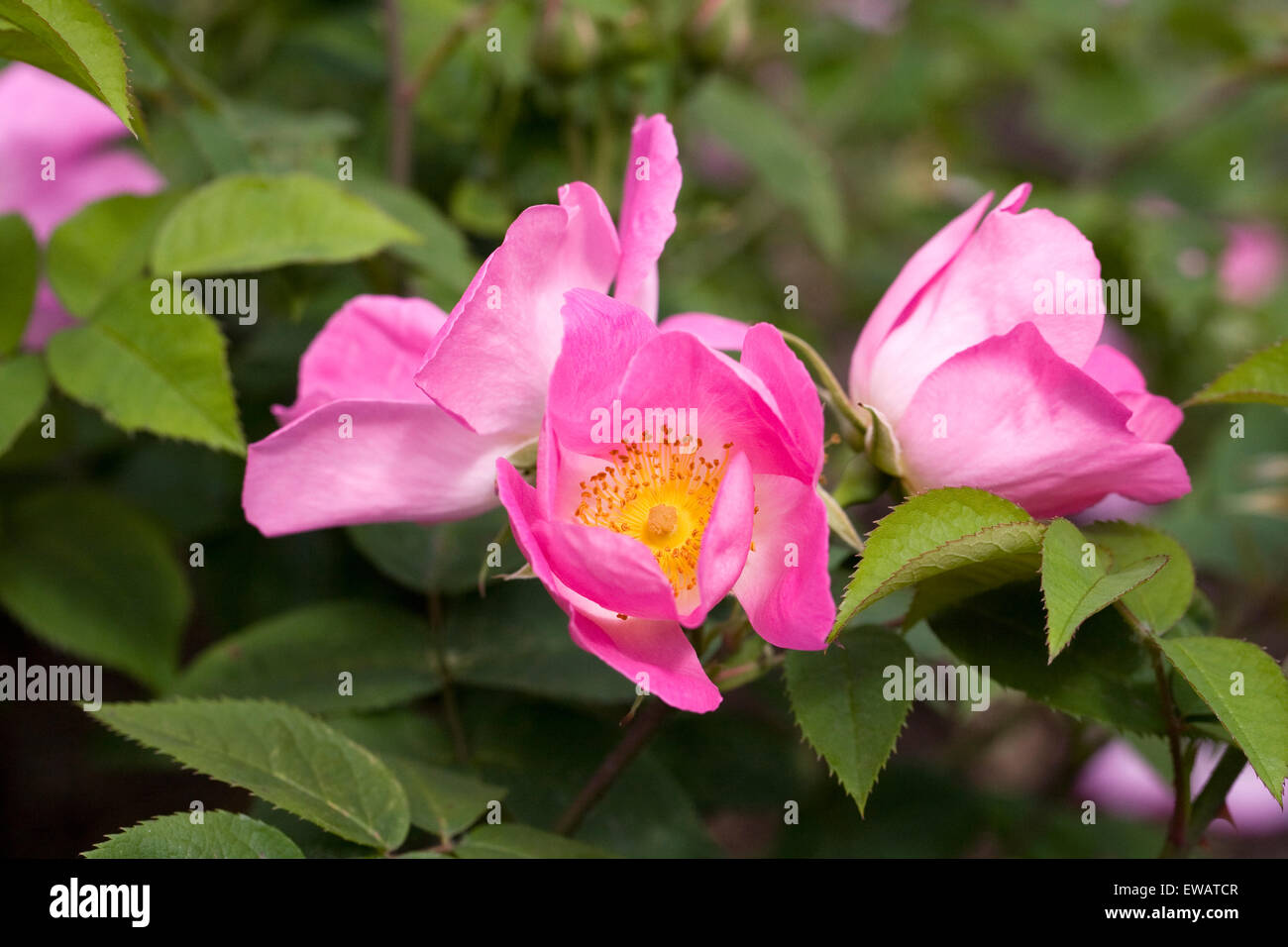 Rosa 'Complicata' flowers in an English garden. Stock Photo