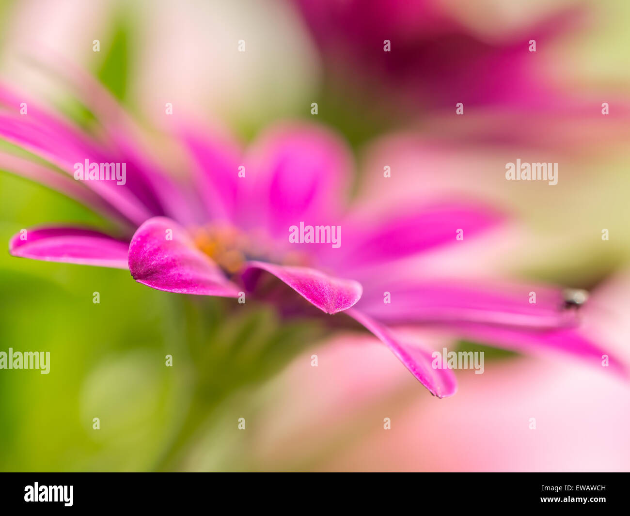Closeup shot of osteospermum flowers Stock Photo