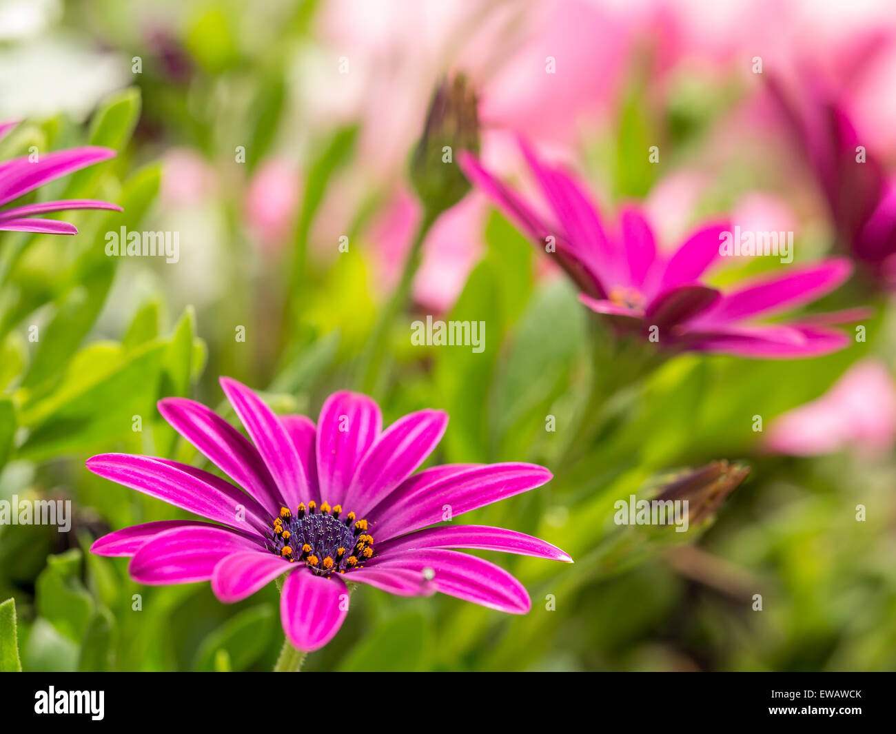 Closeup shot of osteospermum flowers Stock Photo