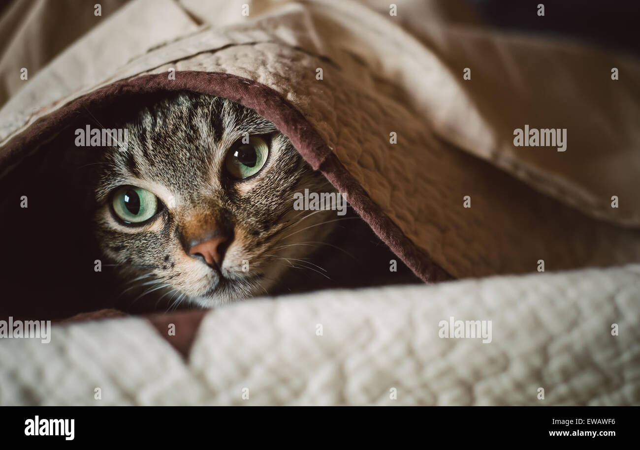 Tabby cat hiding under a blanket at home Stock Photo - Alamy