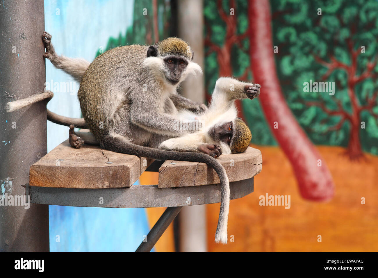 Two monkeys in a zoo comb out fleas. On a motley background. Stock Photo