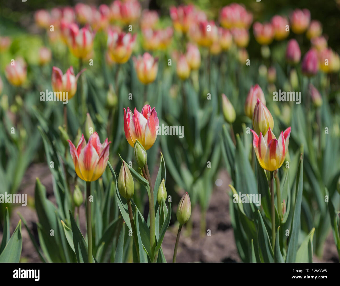 A closeup to pink and yellow Tulips in the spring Stock Photo - Alamy