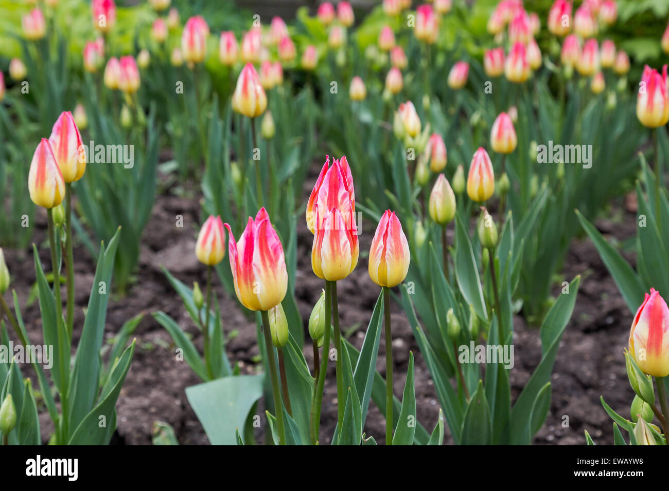 A closeup to pink and yellow Tulips in the spring Stock Photo - Alamy