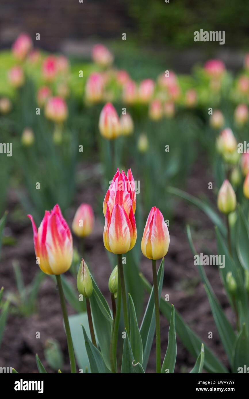 A closeup to pink and yellow Tulips in the spring Stock Photo - Alamy
