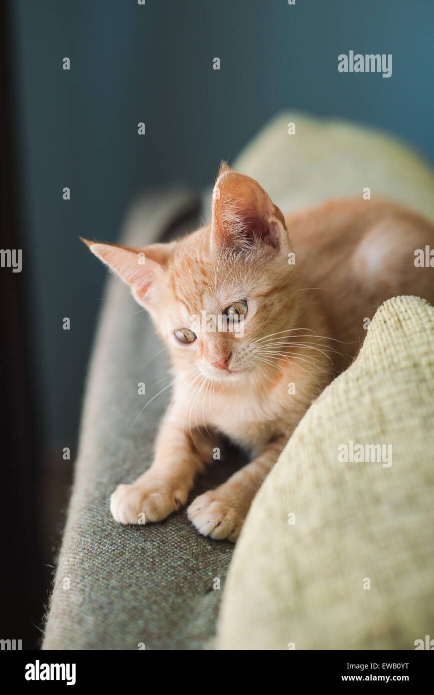 Little orange cat on the top of a couch at home Stock Photo