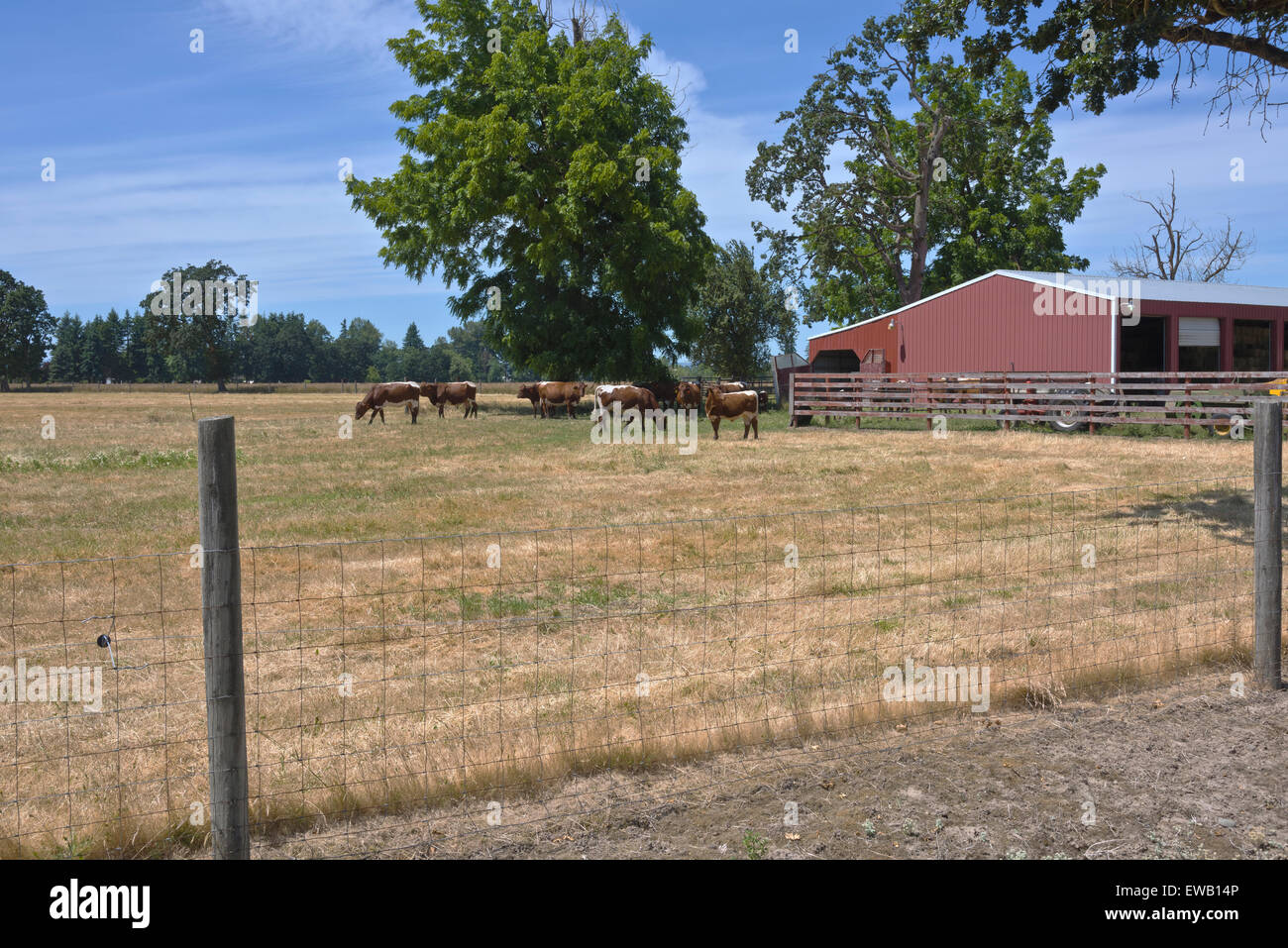 Cattles in a country farm Willamette valley Oregon. Stock Photo