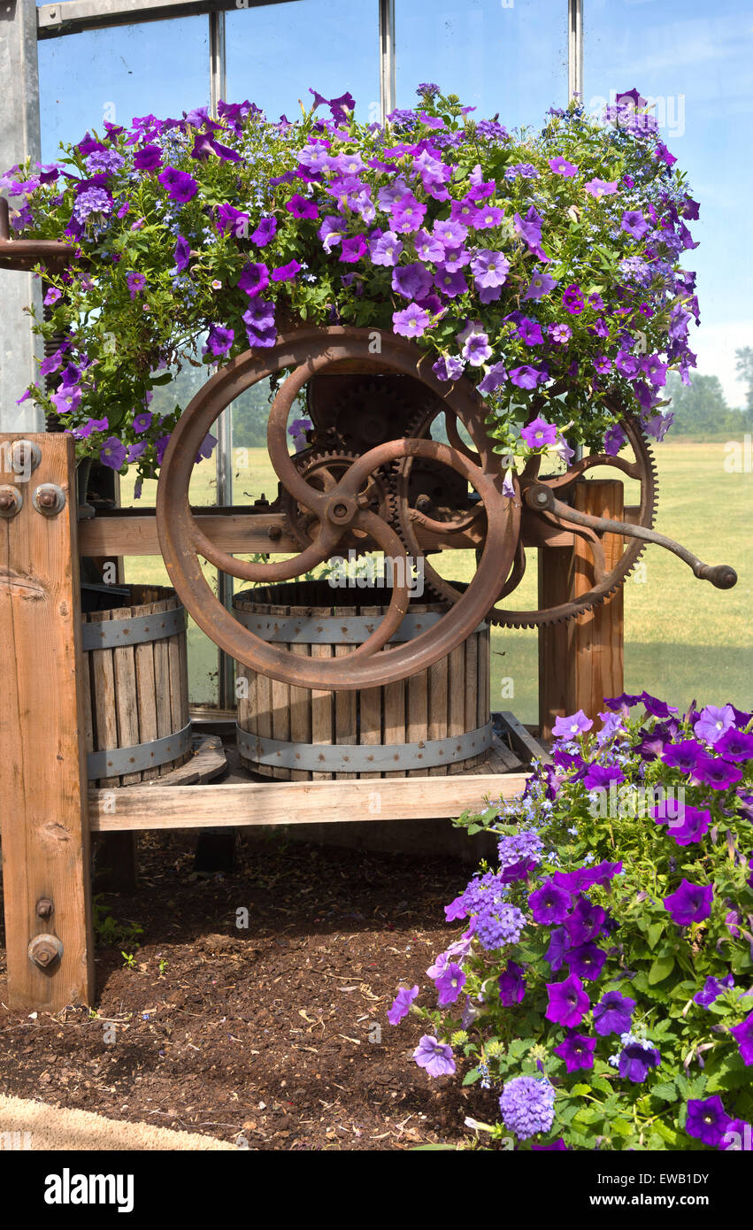 Display of Summer blooms in a farm and garden nursery Canby Oregon