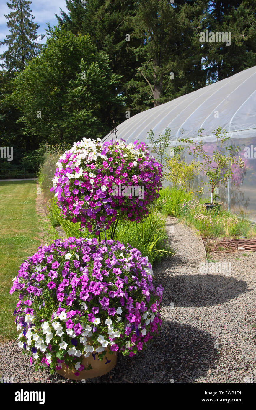 Display of Summer blooms in a farm and garden nursery Canby Oregon ...