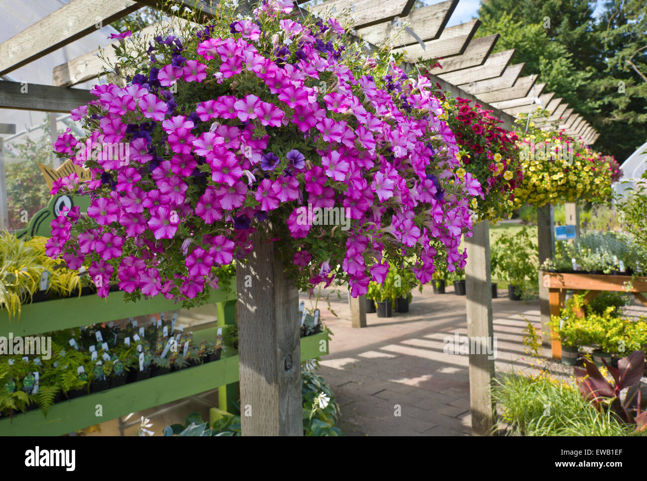 Display of Summer blooms in a farm and garden nursery Canby Oregon