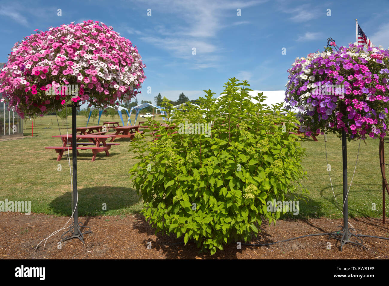Display of Summer blooms in a farm and garden nursery Canby Oregon