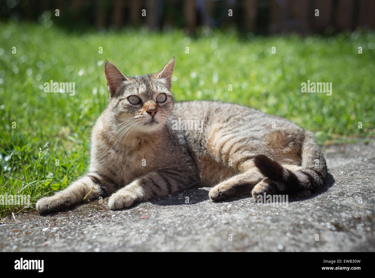 Tabby female cat resting outdoors in a sunny day Stock Photo - Alamy