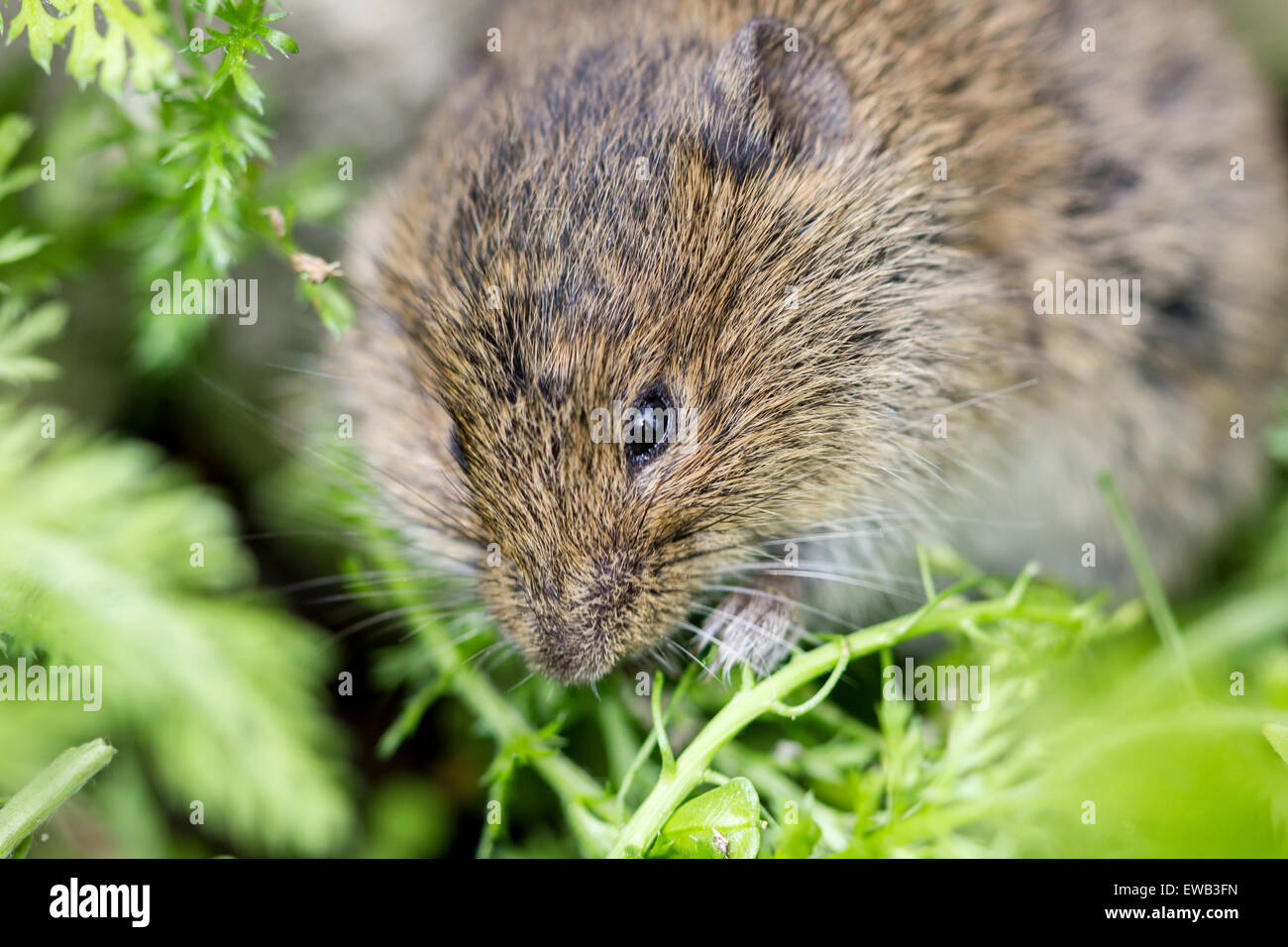 A field mouse eating a green leaf Stock Photo Alamy