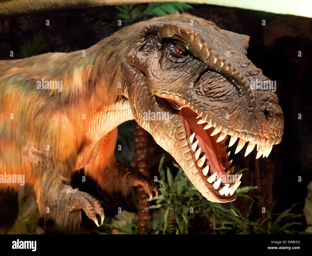 A close-up of a life-sized model of a feathered, juvenile Tyrannosaurus Rex, at the Telus World of Science in Edmonton, Canada. Stock Photo