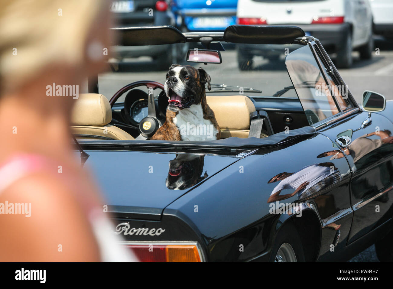 Dog in Vintage car, Alfa at vintage car/motorbike rally Piazzale,square Michelangelo overlooking Firenze/ Florence Stock Photo - Alamy