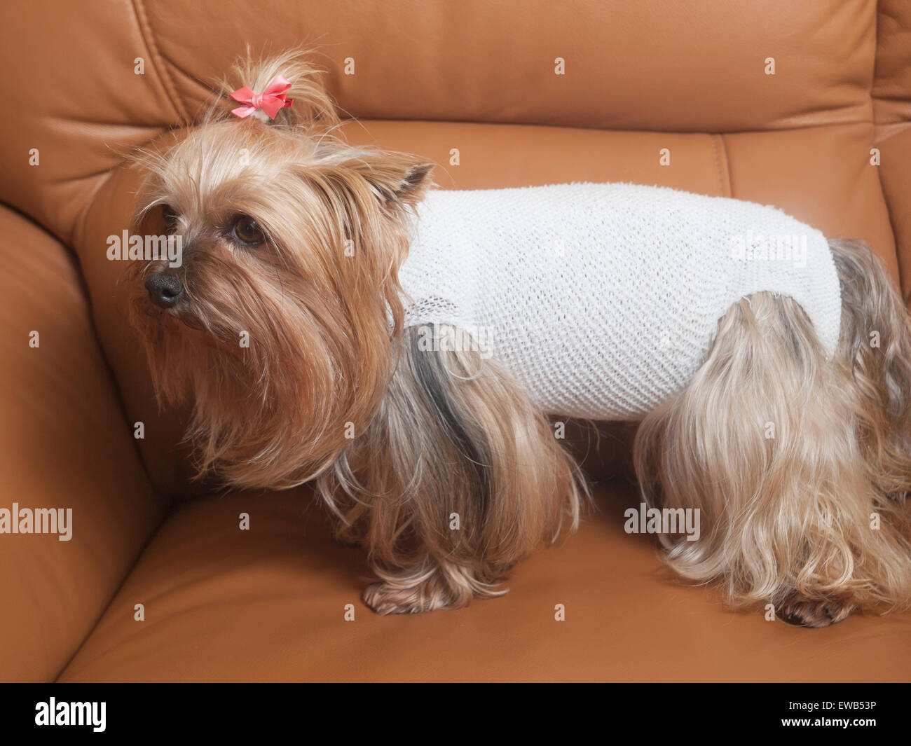 How Do You Bandage A Dogs Chest