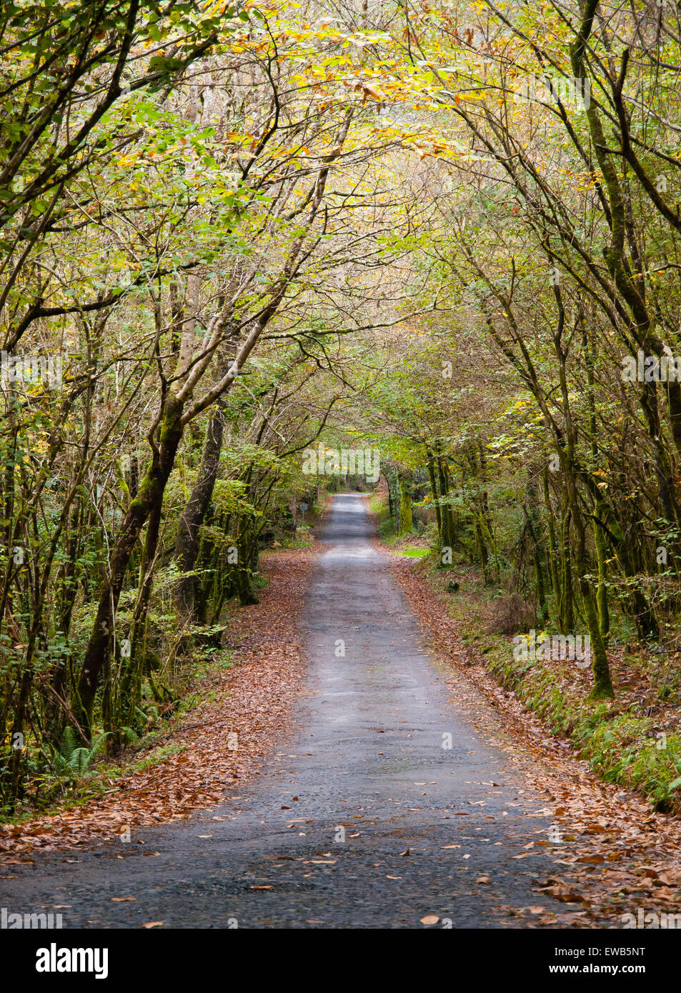 Road in the forest in autumn in Fragas do Eume Stock Photo