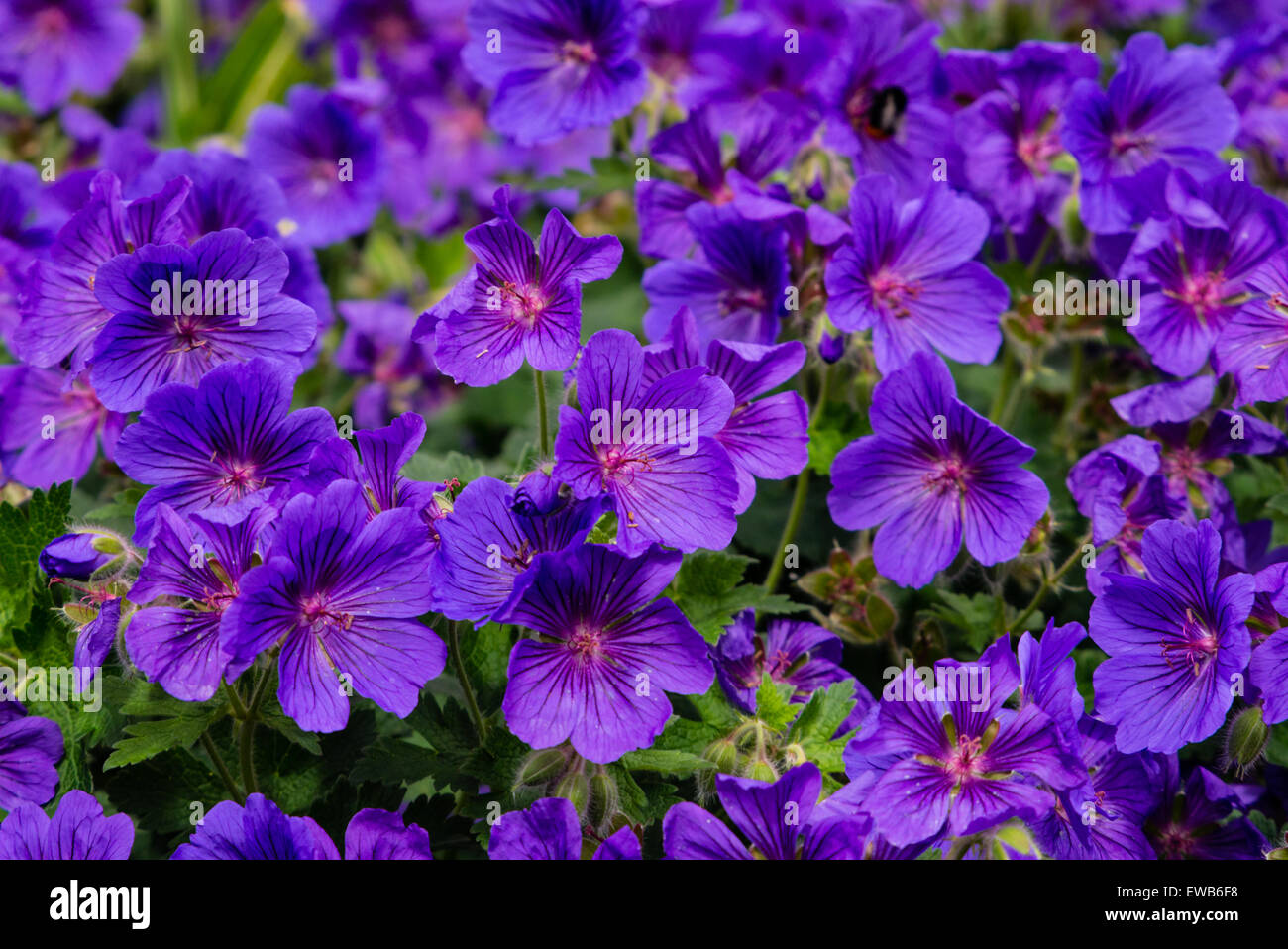 Wild geranium, geranium maculatum, flowers in a garden Stock Photo
