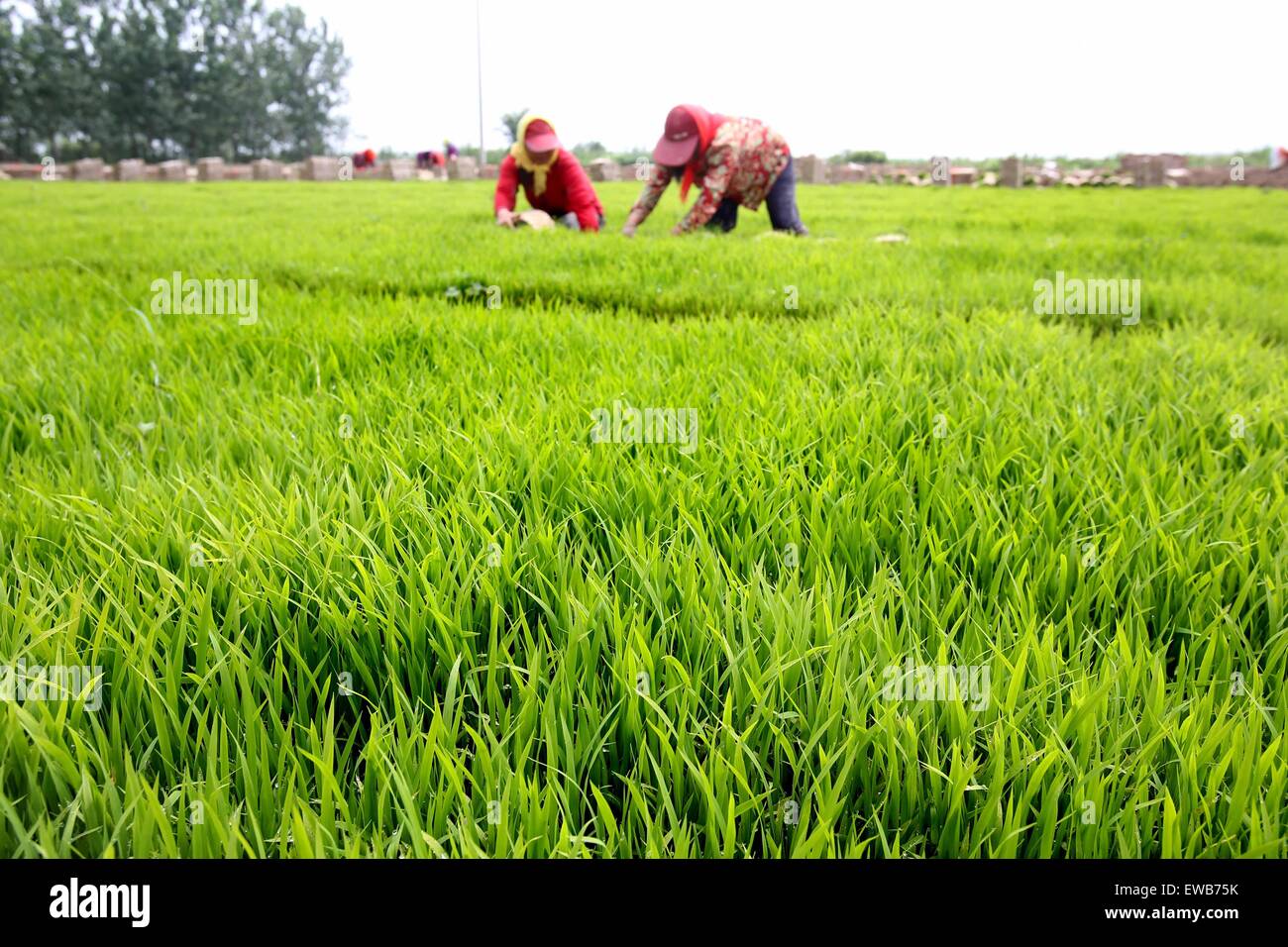 Lianyungang, China's Jiangsu Province. 22nd June, 2015. Farmers work in ...