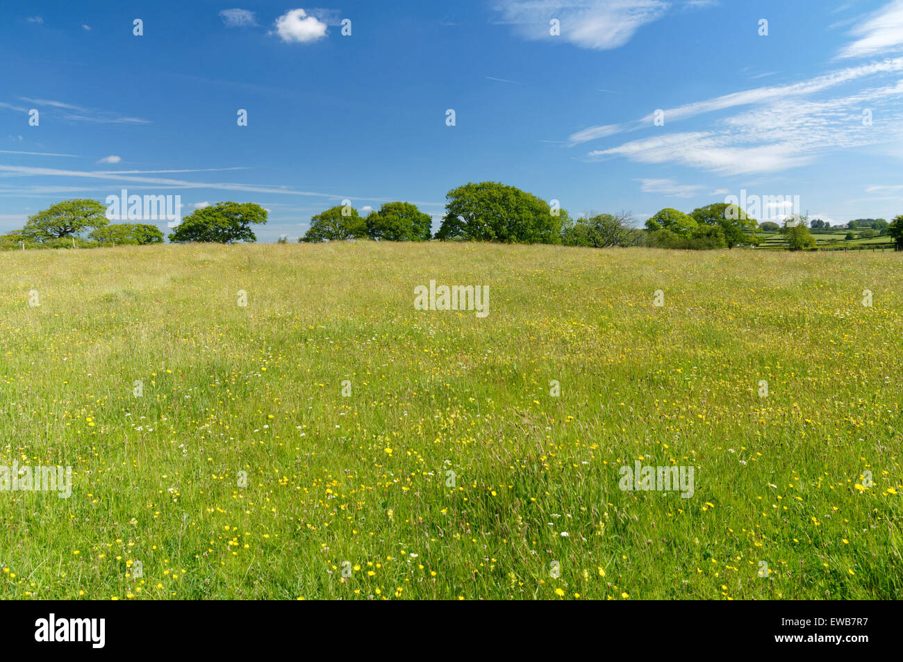 Summer wild flower meadow aberthin cowbridge june wales hires stock