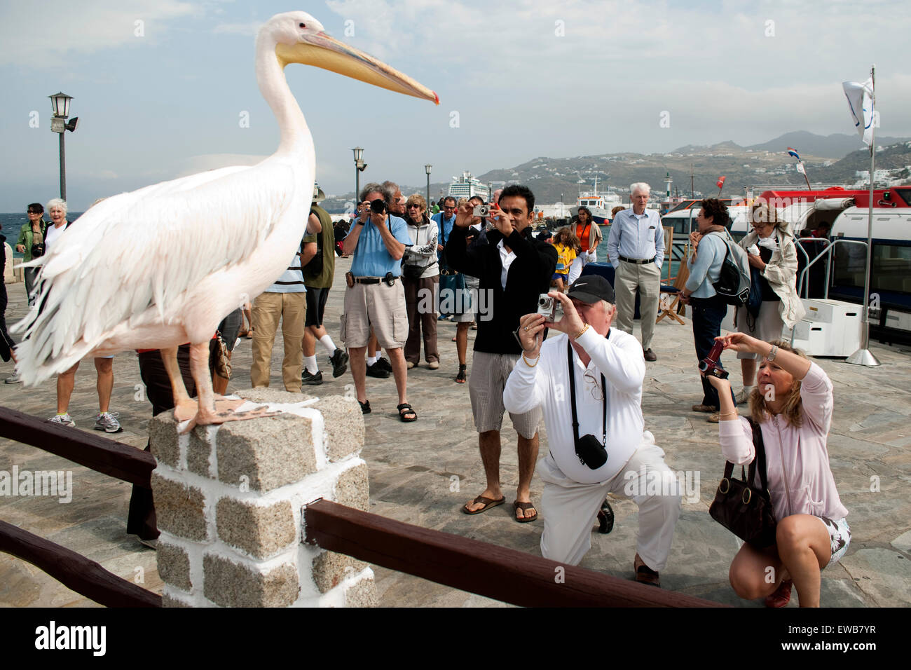Griechenland, Kykladen, Mykonos, Mykonos Stadt ( Chora ), am alten Hafen posiert Petro der Pelikan für die Touristen. Stock Photo