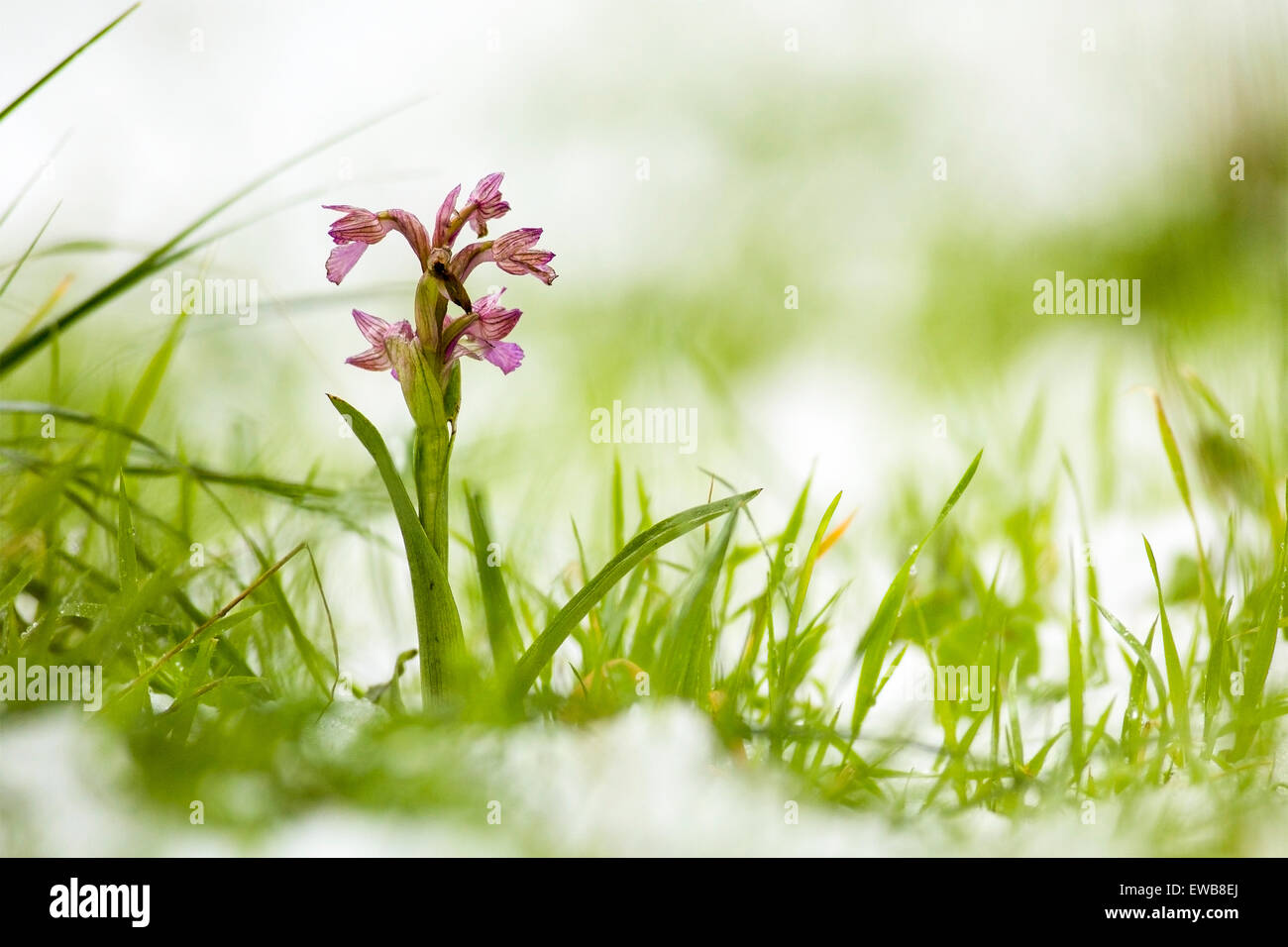 butterfly orchid (Anacamptis papilionacea) Photographed in Israel in February Stock Photo