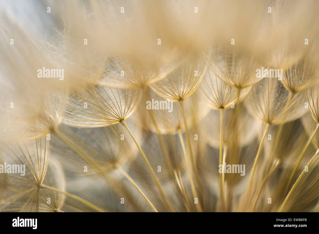 Dandelion family, Geropogon hybridus is native to the Mediterranean and adjacent areas. Photographed in Israel in March Stock Photo