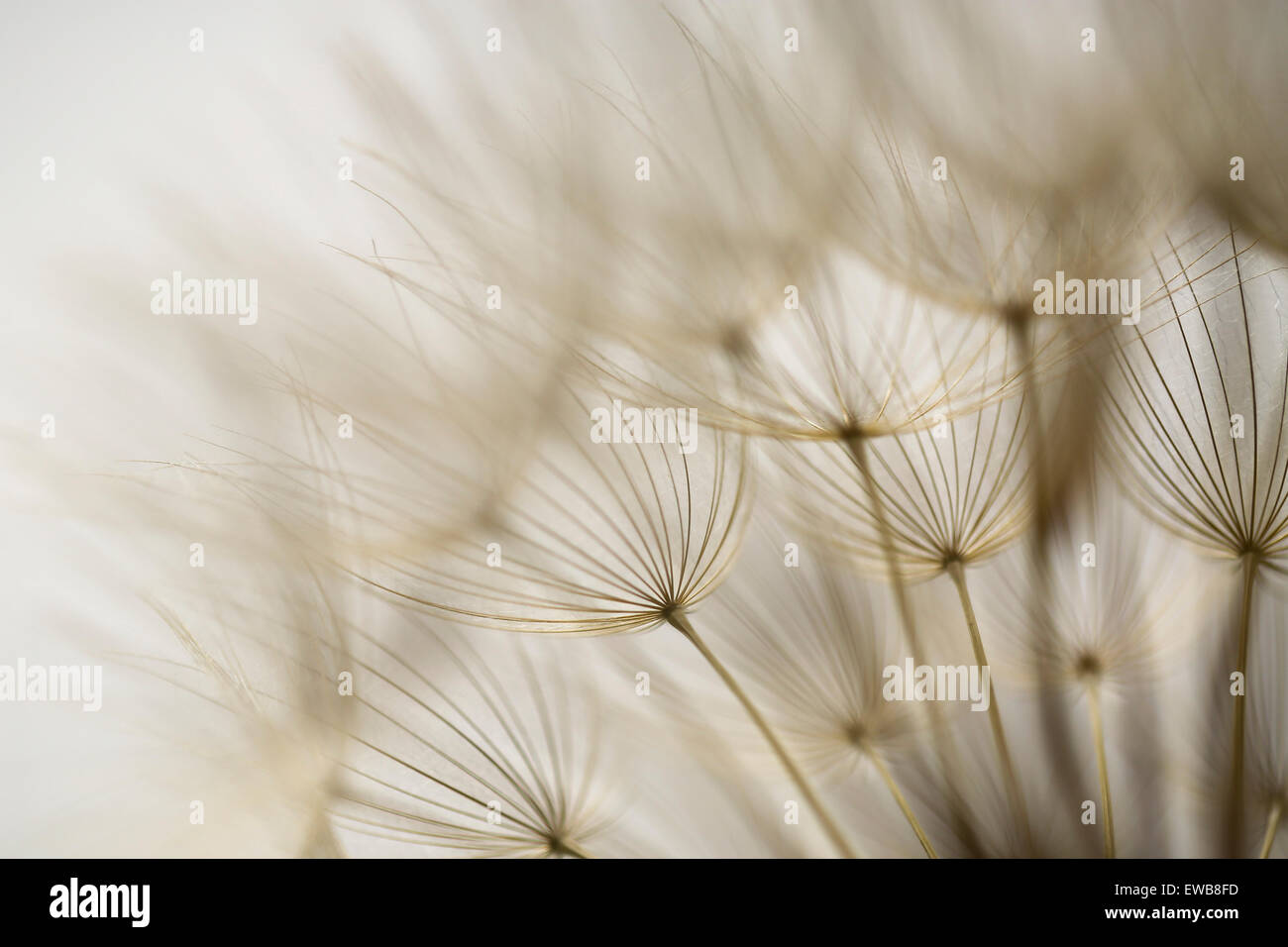 Dandelion family, Geropogon hybridus is native to the Mediterranean and adjacent areas. Photographed in Israel in March Stock Photo