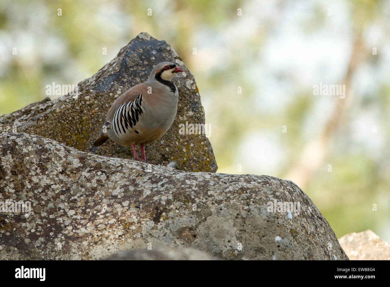 Chukar Partridge or Chukar (Alectoris chukar) Photographed in Israel in March Stock Photo