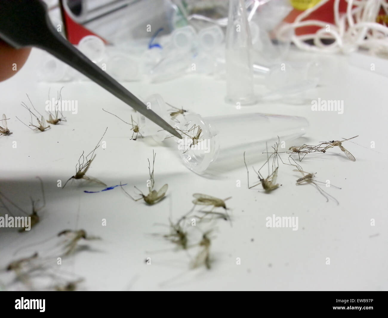 Mosquito Research - Mosquito being preserved in a vial. Photographed in Israel Stock Photo