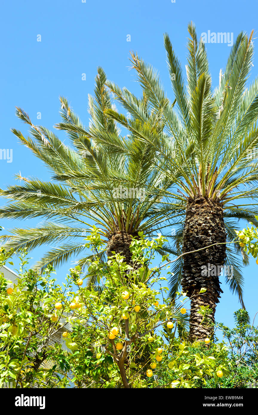 Palm trees with blue sky background Stock Photo - Alamy