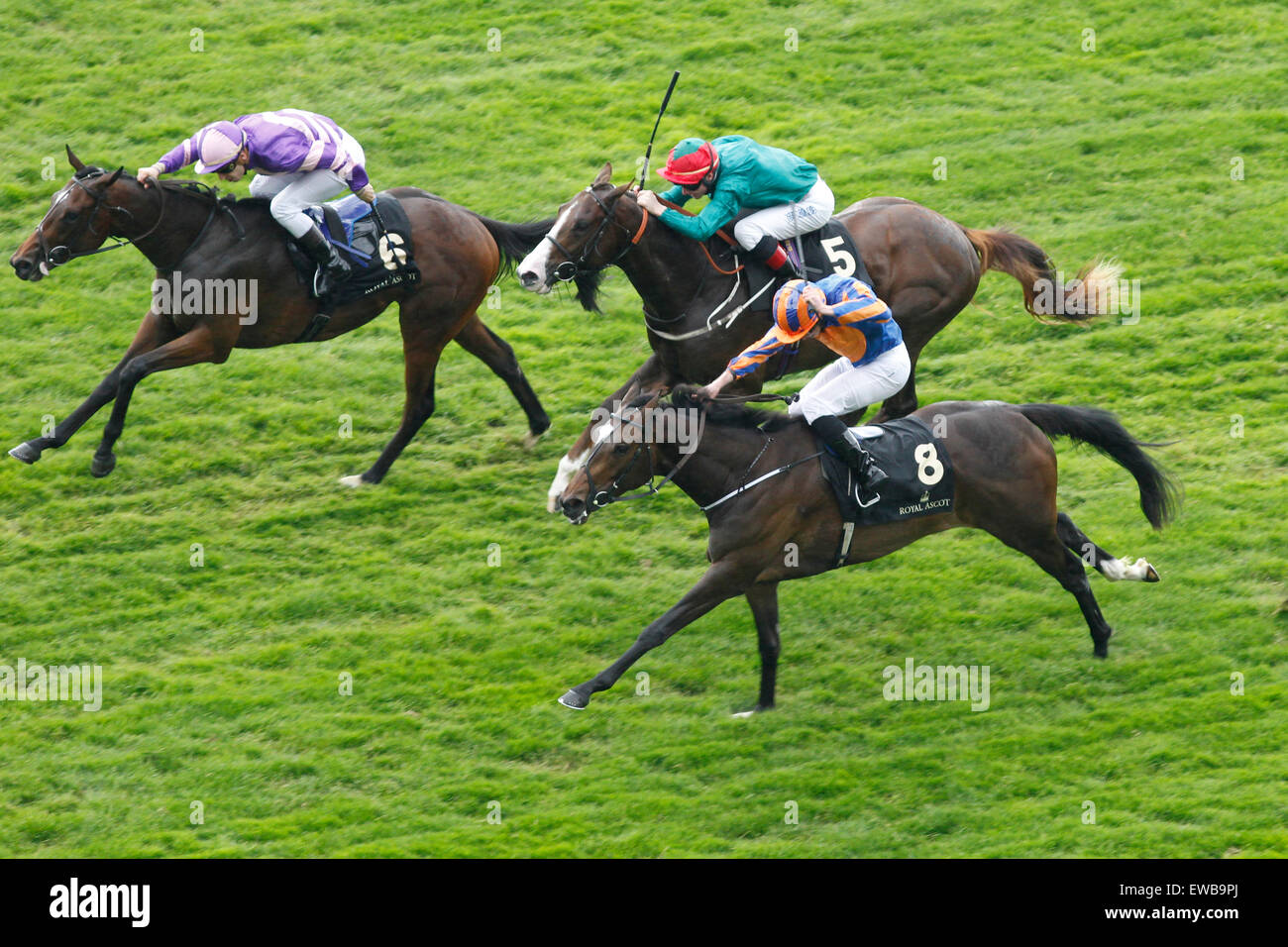 20.06.2015 - Ascot; Suits You ridden by Christian Demuro (No.6) wins the Chesham Stakes (Listed Race). Second place: Ballydoyle ridden by Ryan Moore (No.8). Third place: Sixth Sense ridden by Charles Bishop (No.5). Credit: Lajos-Eric Balogh/turfstock.com Stock Photo