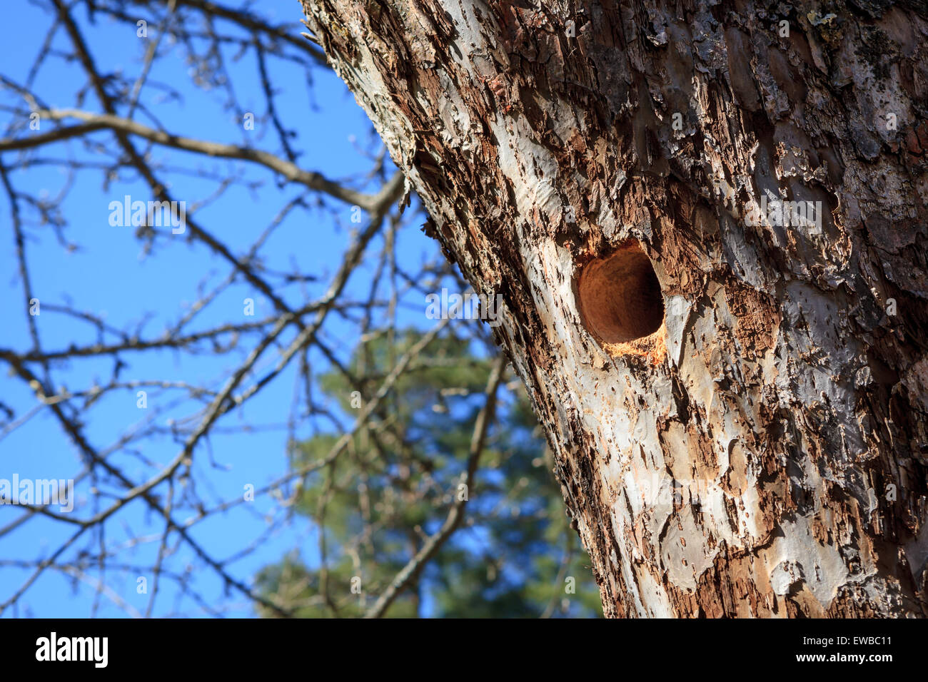 Woodpecker nest in apple tree Stock Photo Alamy
