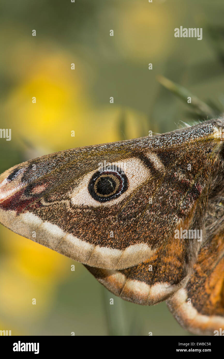 Emperor Moth: Saturnia pavonia. Male, showing eye spot on forewing. Captive bred specimen. Stock Photo