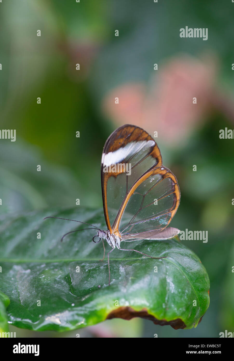 Glasswing butterfly: Greta oto. Captive bred specimen Stock Photo