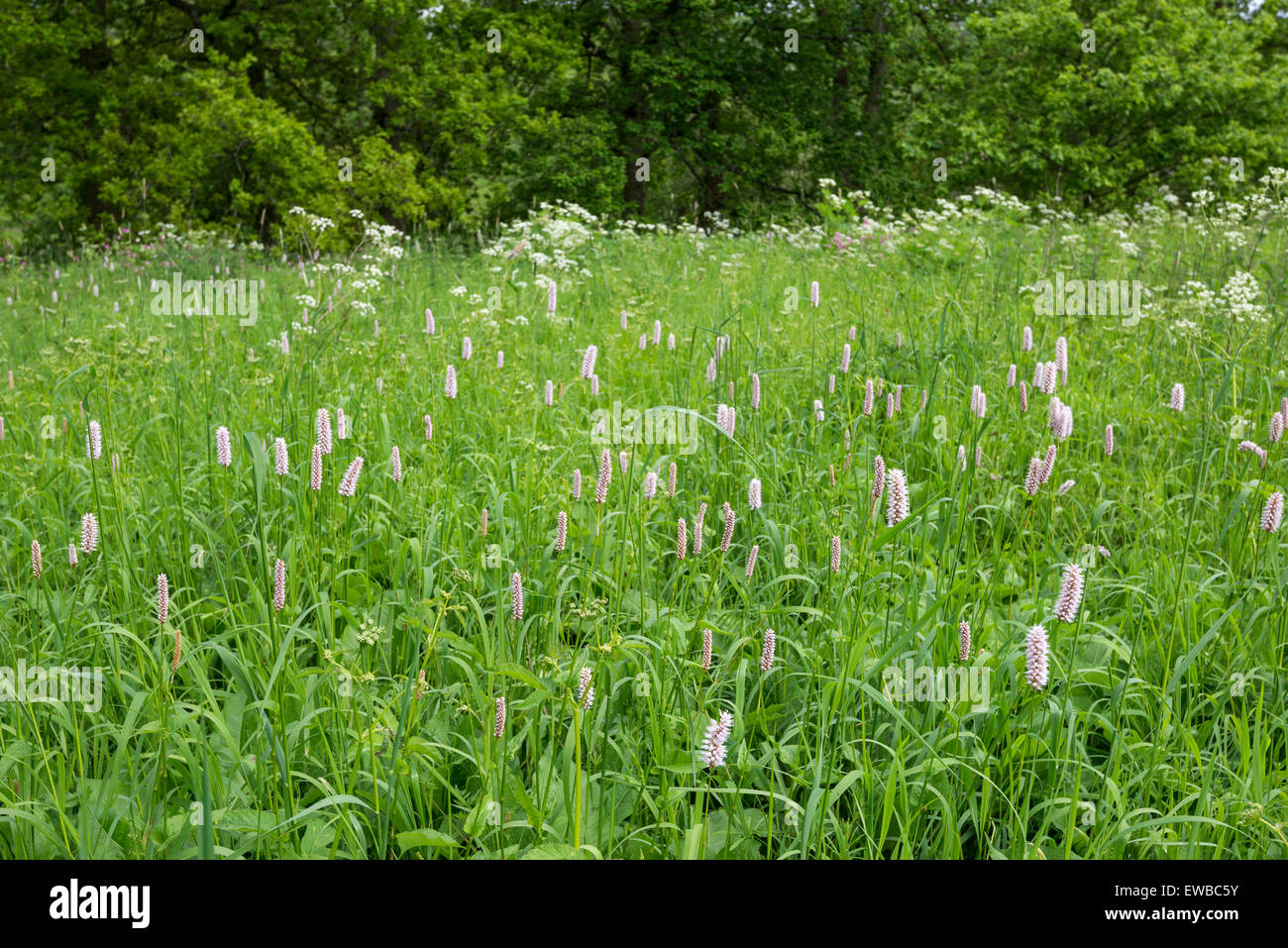 Bistort (Persicaria Bistorta) growing in an English meadow in early summer. Stock Photo