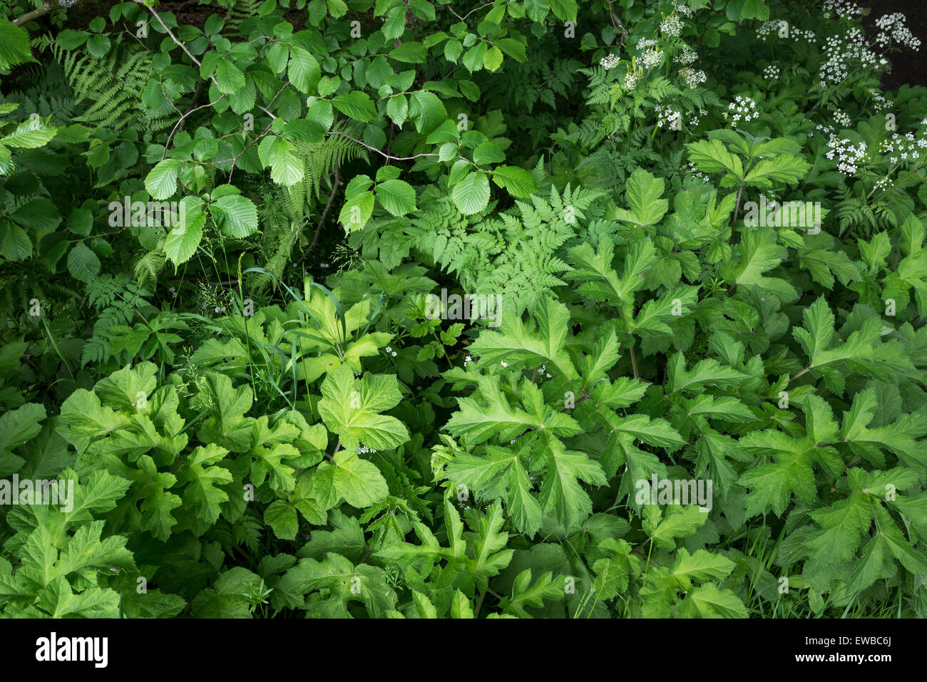 Early summer greenery including foliage of Hogweed, cow parsley and ferns. Stock Photo