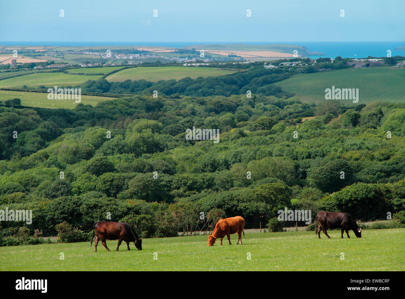 Cows grazing in a field with the sea and the north Cornwall coastline in the background near St Merryn, Cornwall, England Stock Photo