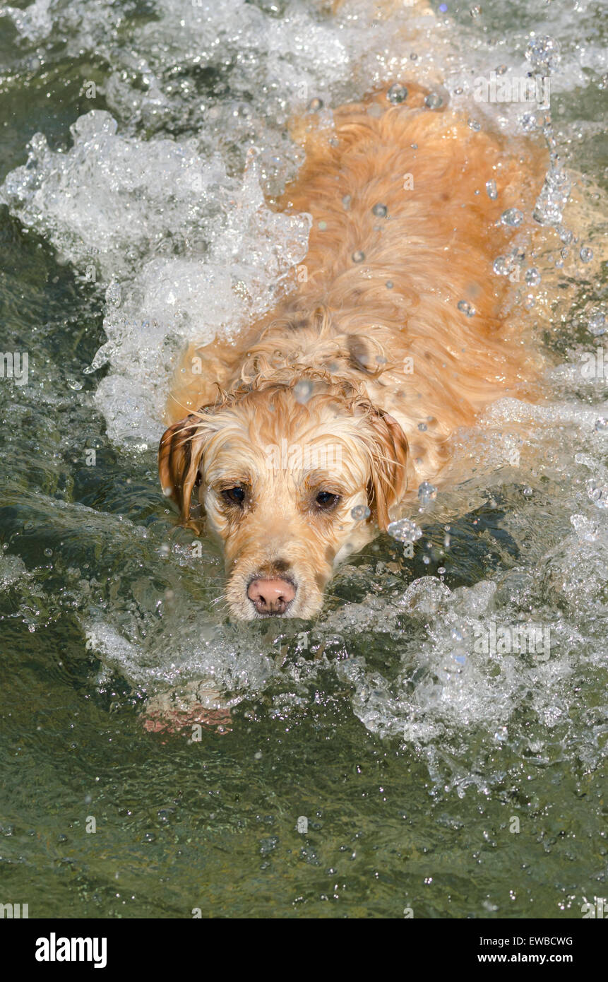 golden retriever running in the water Stock Photo - Alamy